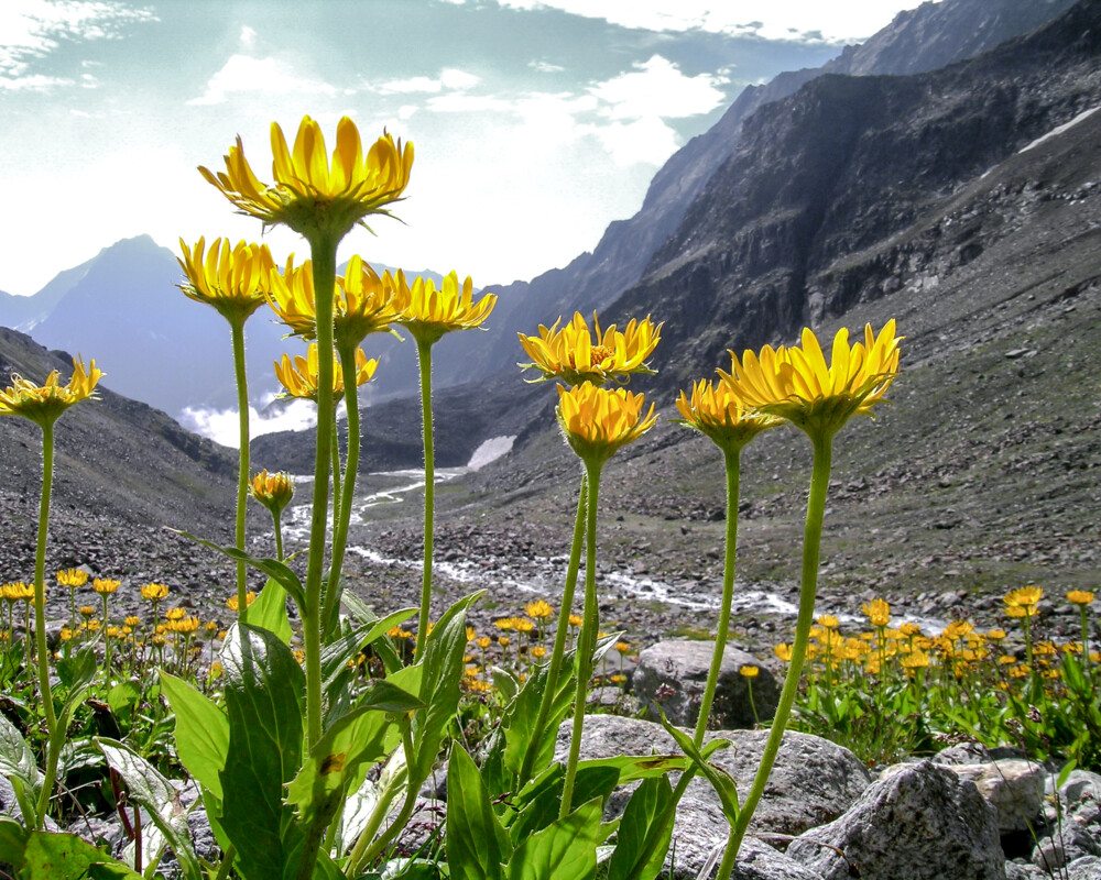 Blütenextrakte von Arnica montana werden häufig in Form von Salben, Gelen oder Tinkturen verwendet.