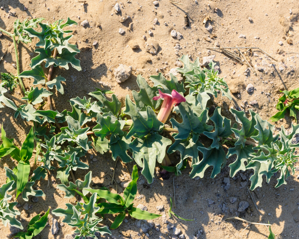 Extrakt aus der Wurzel der Teufelskralle(Harpagophyti radix) wird in der Regel oral verabreicht.