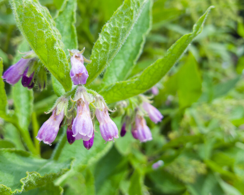 Häufig angewendet werden auch Topika mit Extrakten aus Wurzel und (seltener) Blättern von Symphytum officinale.