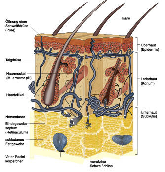  Anatomie und Physiologie; Springer Medizin 2010 / Christiane von Solodkoff Ausgabe 1/2012-  Seite 74