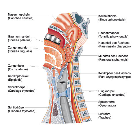 Anatomie und Physiologie, Springer Medizin 2010/Christiane von Solodkoff Ausgabe 3/2011-  Seite 78