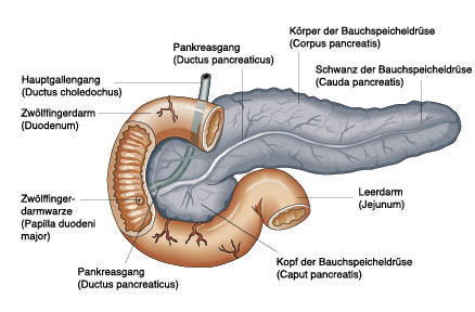 Anatomie und Physiologie, Springer Medizin 2010/Christiane von Solodkoff  Ausgabe 4/2011-  Seite 102