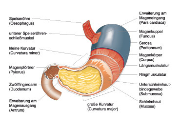  Anatomie und Physiologie; Springer Medizin 2010 / Christiane von Solodkoff Ausgabe 5/2011-  Seite 116