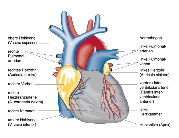  Anatomie und Physiologie; Springer Medizin 2010 / Christiane von Solodkoff Ausgabe 6/2011-  Seite 96