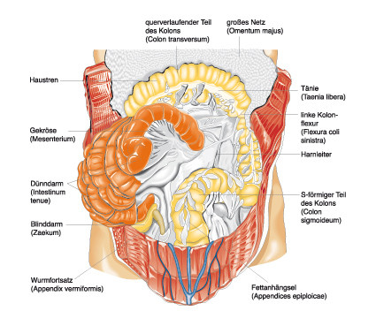  Anatomie und Physiologie; Springer Medizin 2010 / Christiane von Solodkoff Ausgabe 7/2011-  Seite 84