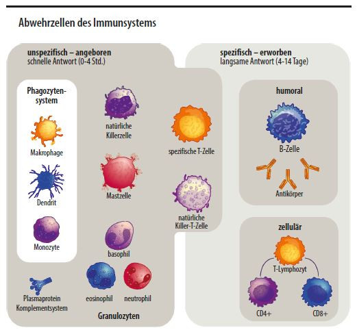 09pta_Grafik_TT_Immunsystem_korr 09pta_Grafik_TT_Immunsystem_korr