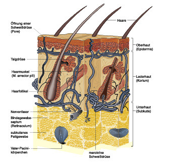  Anatomie und Physiologie; Springer Medizin 2010 / Christiane von Solodkoff Ausgabe 12/2011-  Seite 96