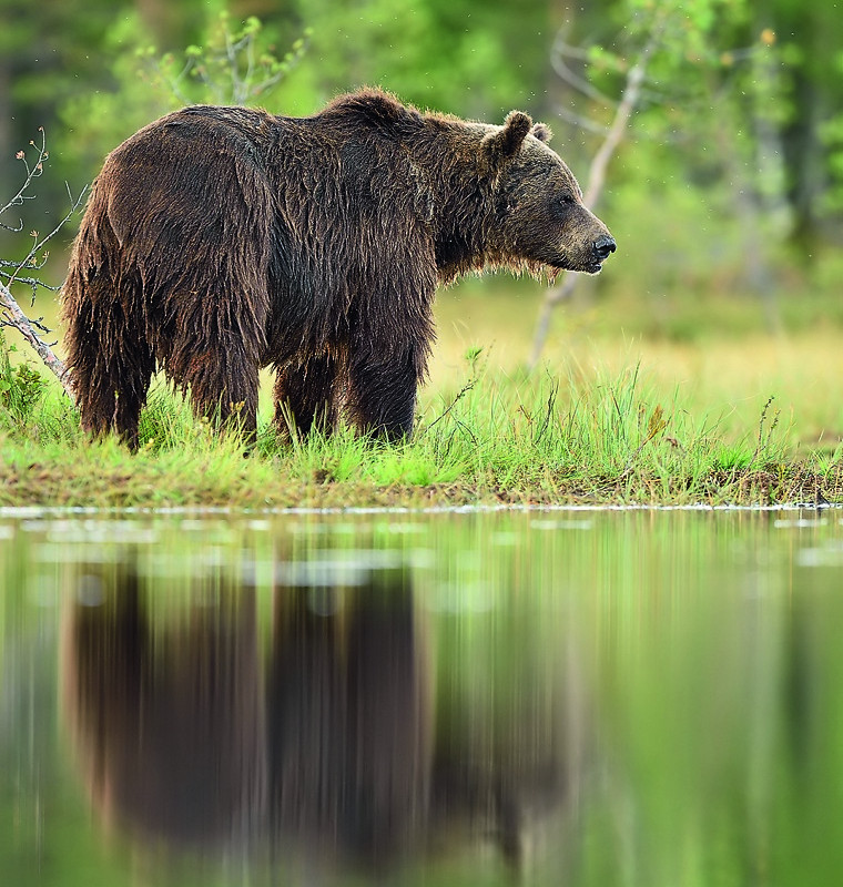 Braunbär