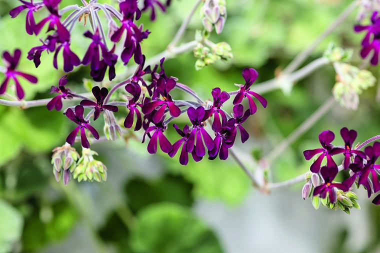09pta_istockphoto-1482896983