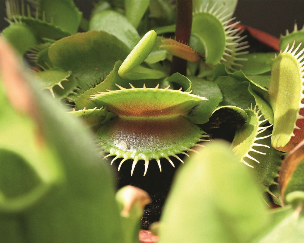 06ptastock-photo-45572602-venus-flytrap