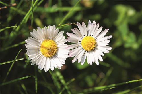 08pta_Gänseblümchen