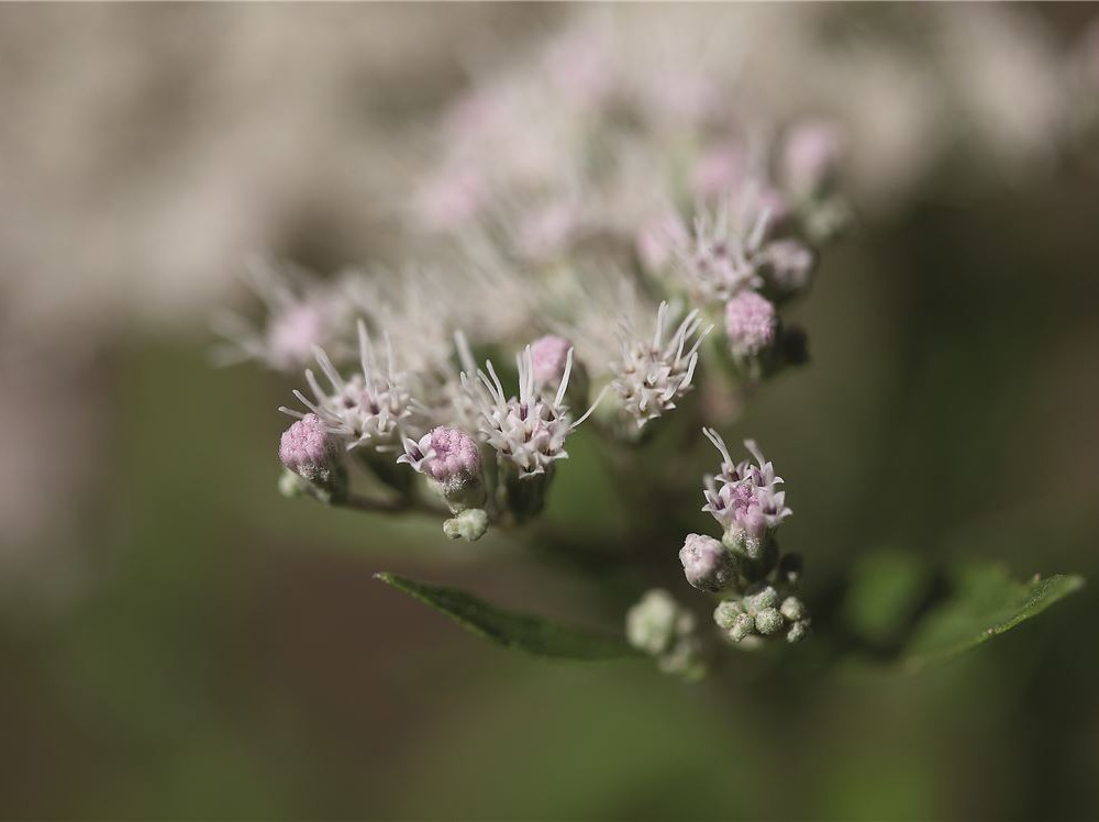 01pta_176087886_Eupatorium perfoliatum