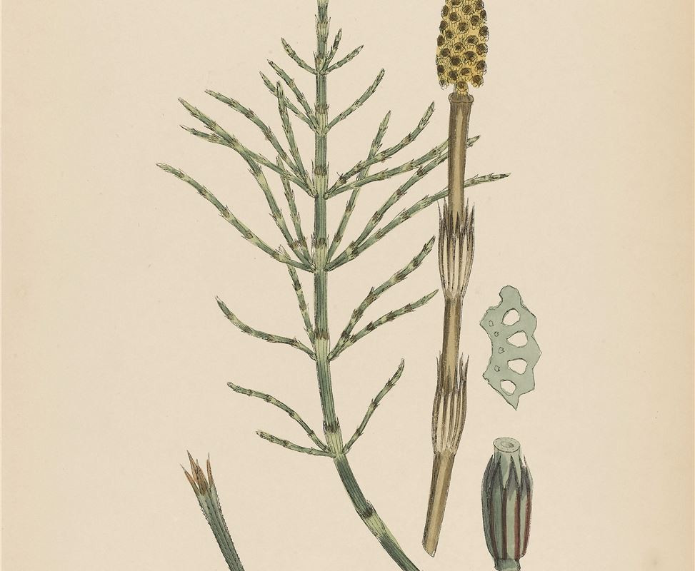 04pta_equisetum_arvense_Mediennummer_17749156_dpa