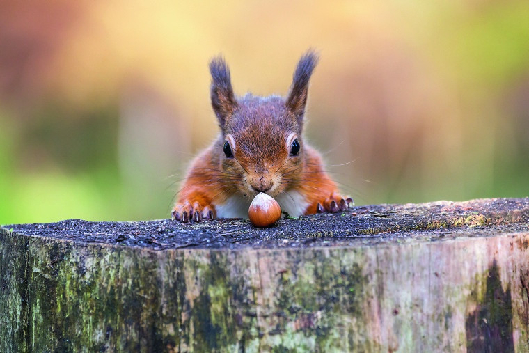 Eichhörnchen