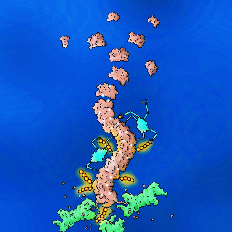 02pta_Wirkmechanismus_molecular_glue