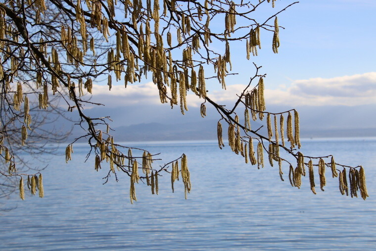 Baumpollen vor einem See