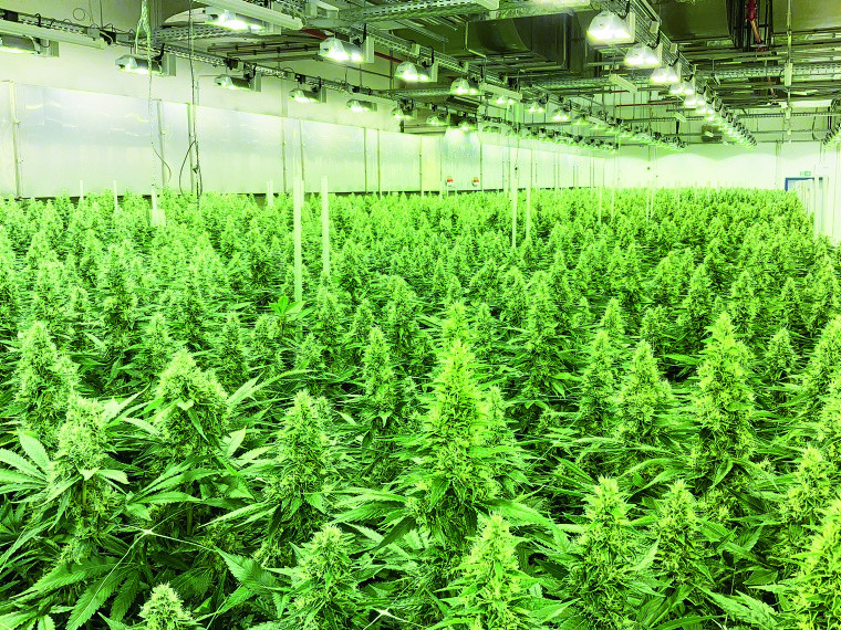 Die Lieferkette medizinischer Cannabisblüten beginnt mit dem kontrollierten Anbau hochwertiger Cannabispflanzen. Ein Blick in die moderne Indoor-Plantage nahe Dresden lässt erahnen, welche hohen Standards hierfür notwendig sind.