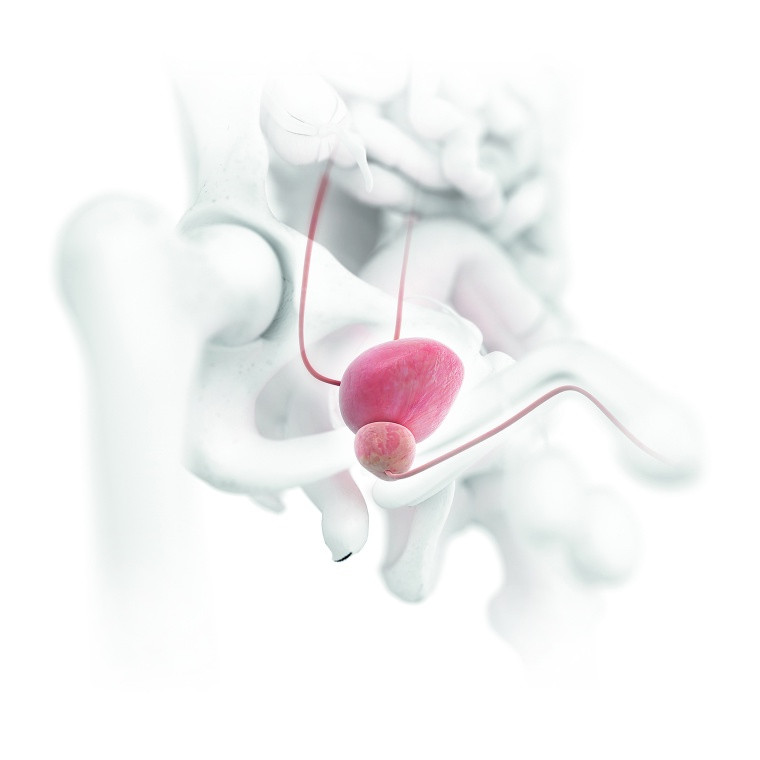 03pta_organsSINGLEbladderuretINCAMSbladder