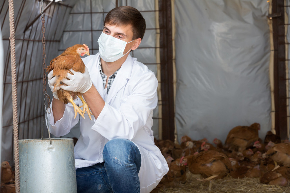 Mann mit Maske hält Huhn in den Händen