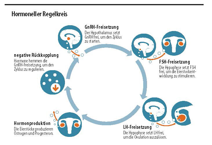 Grafik: Hormoneller Regelkreis Grafik: Hormoneller Regelkreis