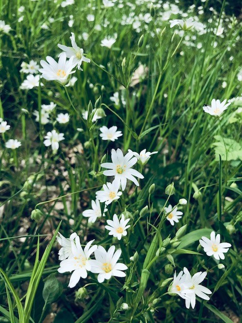 Die Blüten leuchten am Rand vieler Feldwege.