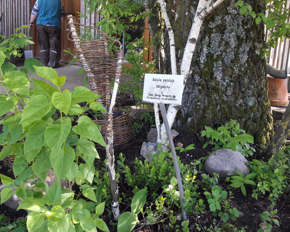 Betula pendula – ein eigenes Beet für die Hängebirke.