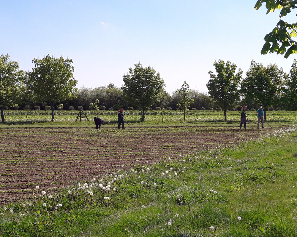 Handarbeit gefragt – die Gärtner entfernen in mühseliger Kleinarbeit die Beikräuter aus dem Calendulafeld.