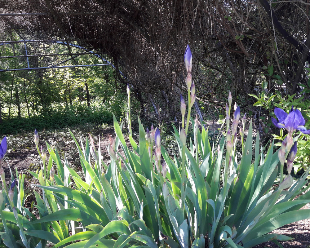Die Iris verfügt über eine außergewöhnliche Fähigkeit: Ihr kräftiger Wurzelstock kann so gut Feuchtigkeit speichern, dass die Iris extrem feuchte sowie extrem trockene Phasen ganz ausgeglichen übersteht. Eingesetzt wird die Pflanze für die erfrisc