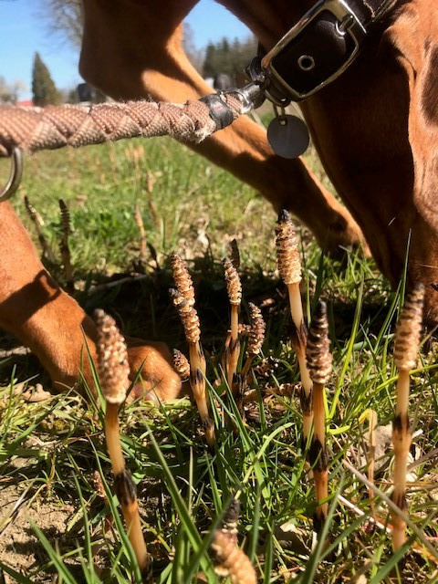 Ackerschachtelhalmkraut (Equiseti herba) wirkt schwach diuretisch und antioxidativ.