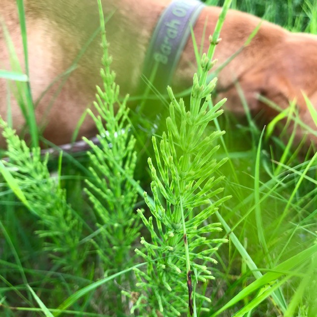 Die grünen Schachtelhalmtriebe können den ganzen Sommer über gesammelt werden. Für die innerliche Anwendung sollte man strikt darauf achten, sie nicht mit anderen Arten, insbesondere mit denen des Sumpfschachtelhalms (Equisetum palustre), zu verwechseln. 