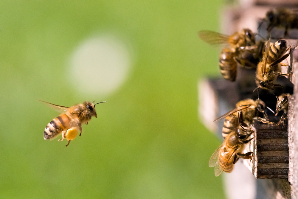 Biene fliegt Bienenstock an Biene fliegt Bienenstock an
