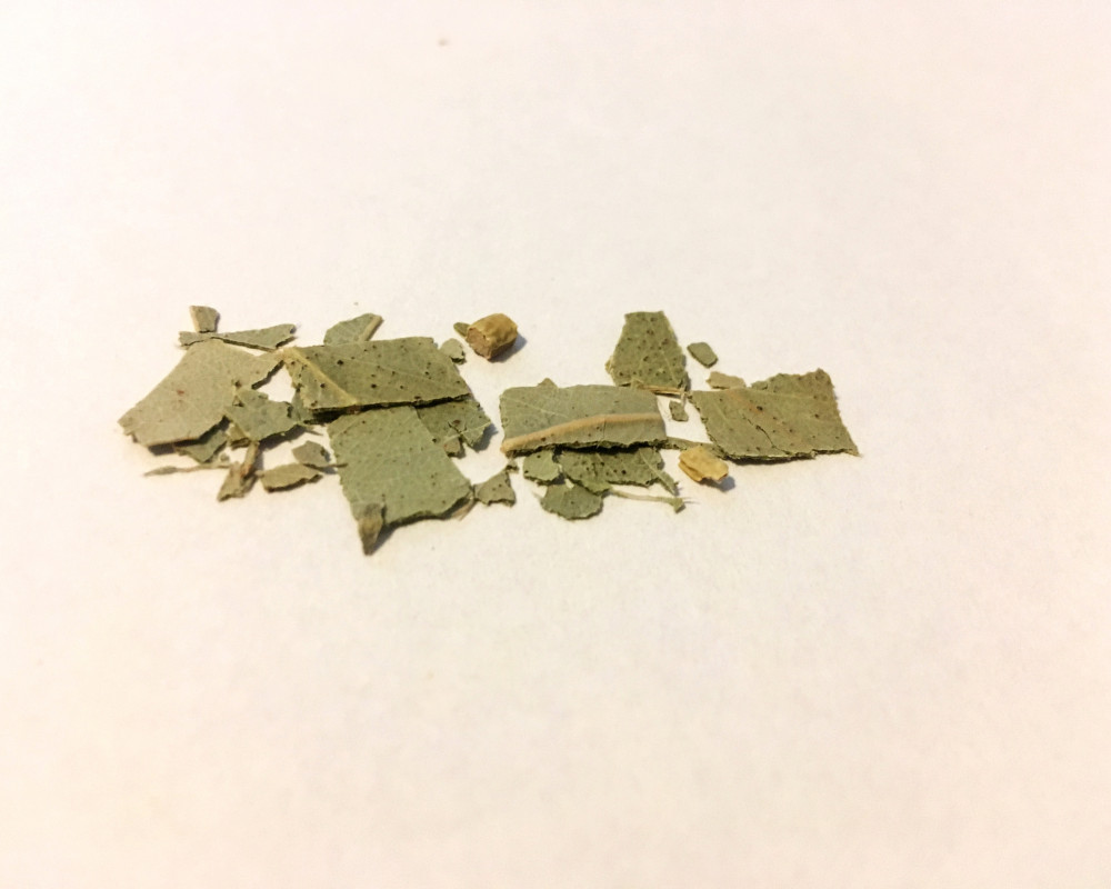 Eucalyptus
