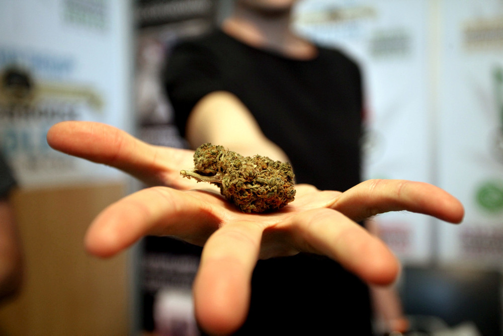 Hand mit getrocknetem Medizinalcannabis