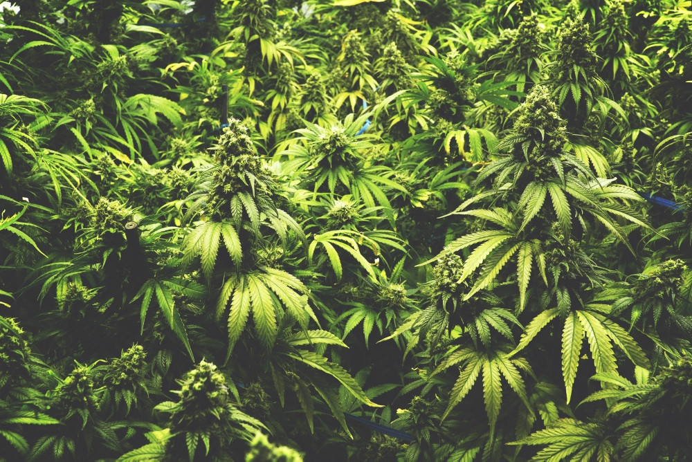 news_061017_Cannabisbedarf