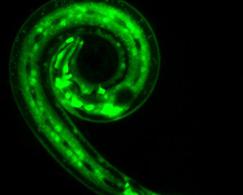 C. elegans-Wurm, der ein Gen exprimiert (in grün), das die Produktion der antimikrobiellen Moleküle (AMP) fördert.