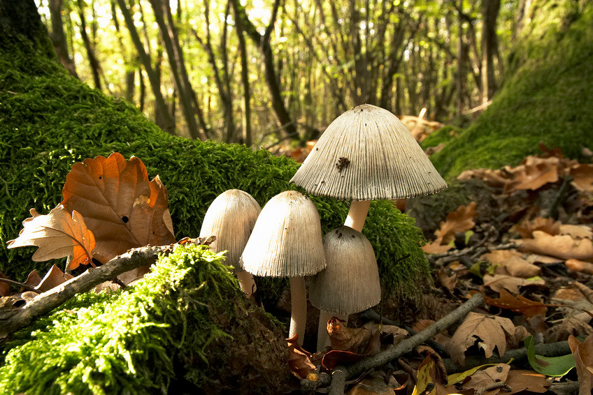 Faltentintlinge im Wald
