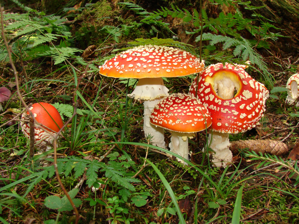 Fliegenpilze im Wald