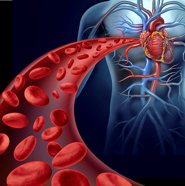 Schematische Darstellung: Blutfluss zum Herzen
