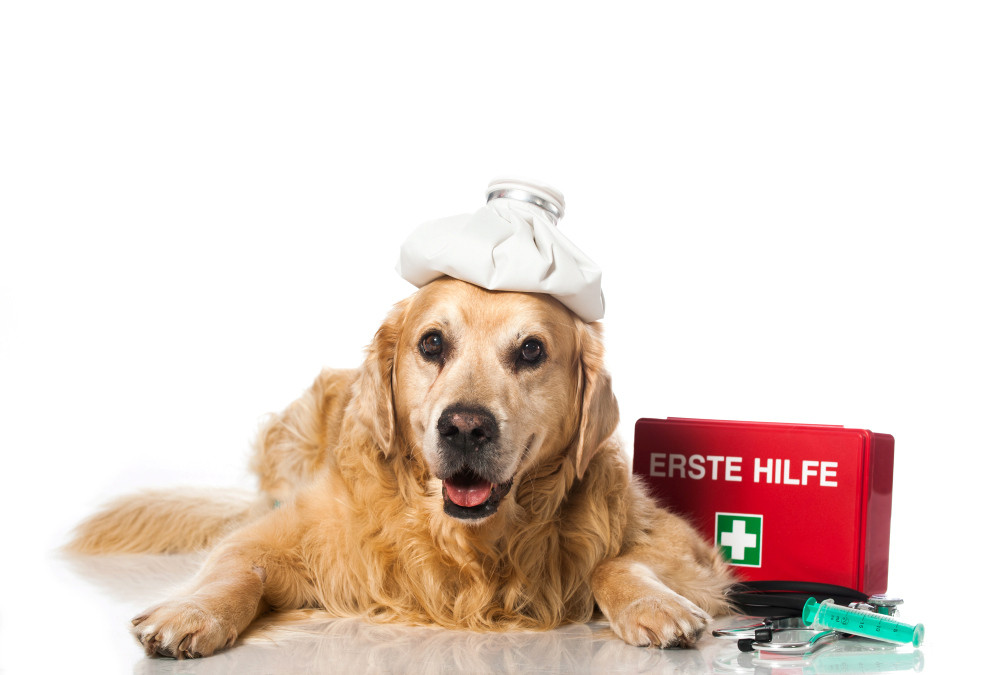 Hund mit Eisbeutel auf dem Kopf, im Hintergrund Erste Hilfe-Kasten