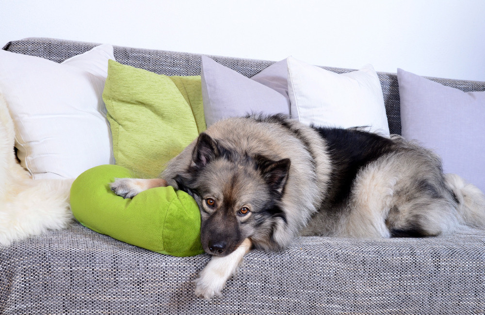 Hund auf Sofa mit Kissen
