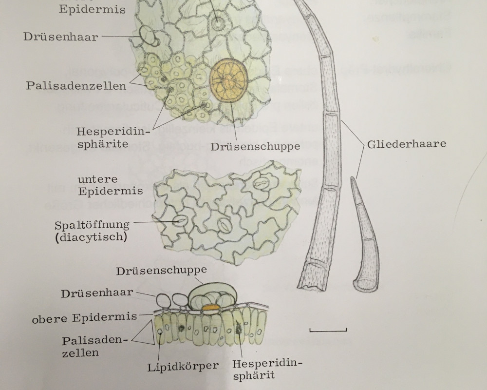 Zeichnung einer Schnittdroge