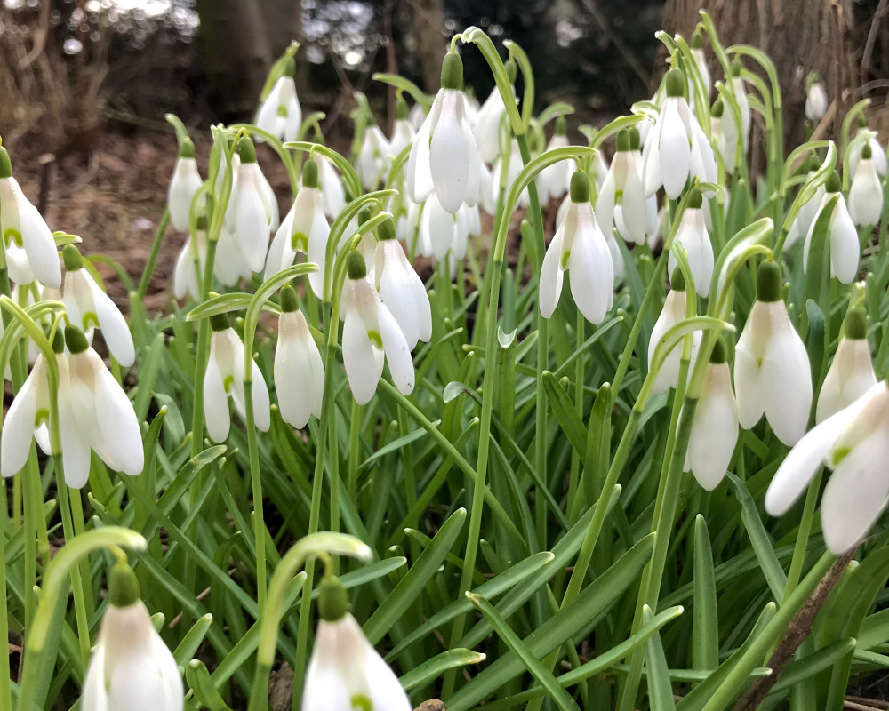 Die Blüten des Kleinen Schneeglöckchens wirken wie ein umgestülptes Krönchen, auf dessen inneren Blättern ein grünes Herz geprägt ist.