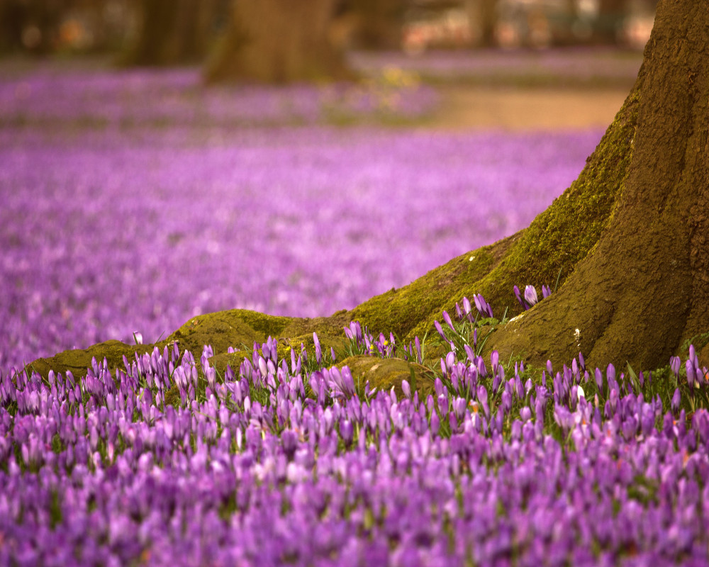 Krokusse
