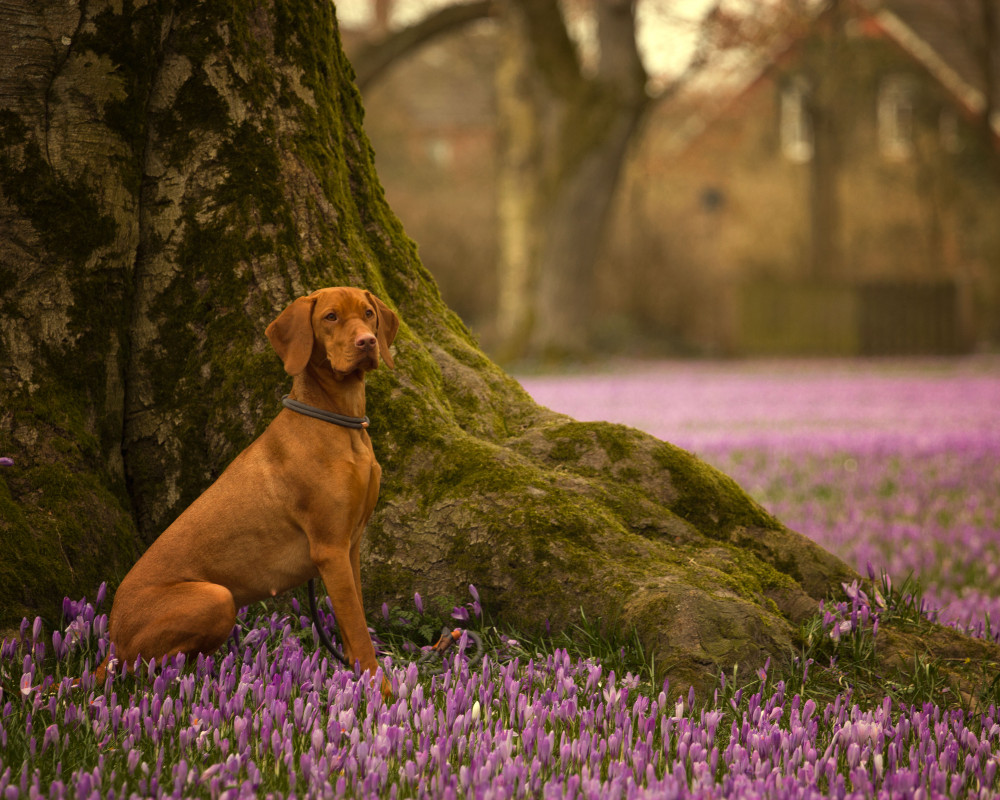 Krokusse und Barah