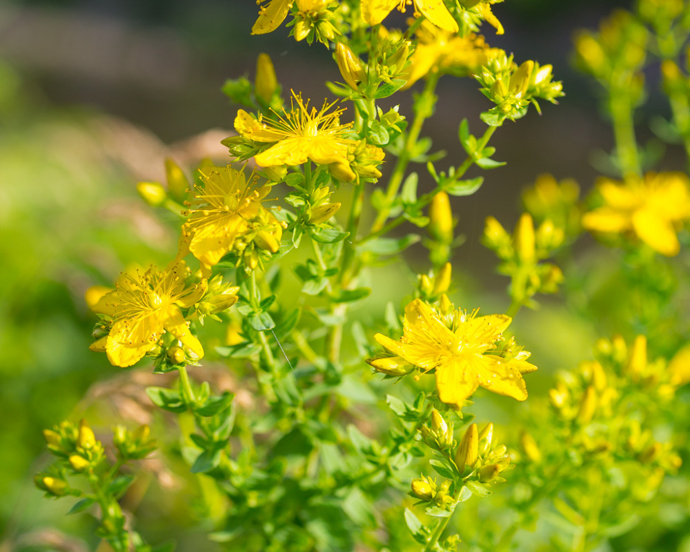 Johanniskraut (Hypericum perforatum) Johanniskraut (Hypericum perforatum)