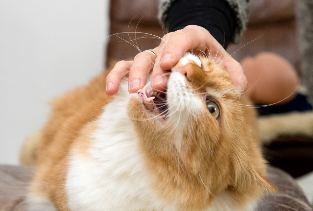 Ein Kater beißt seiner Halterin in den Finger.
