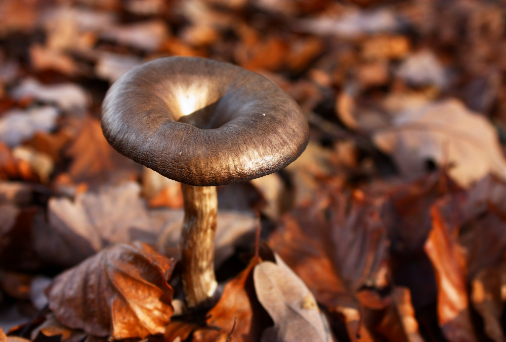 Kahler Krempling im Herbstlaub