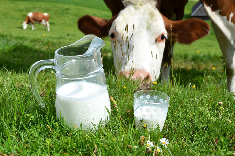 Kuh auf einer Wiese; im Vordergrund Milchkrug und ein Glas Milch