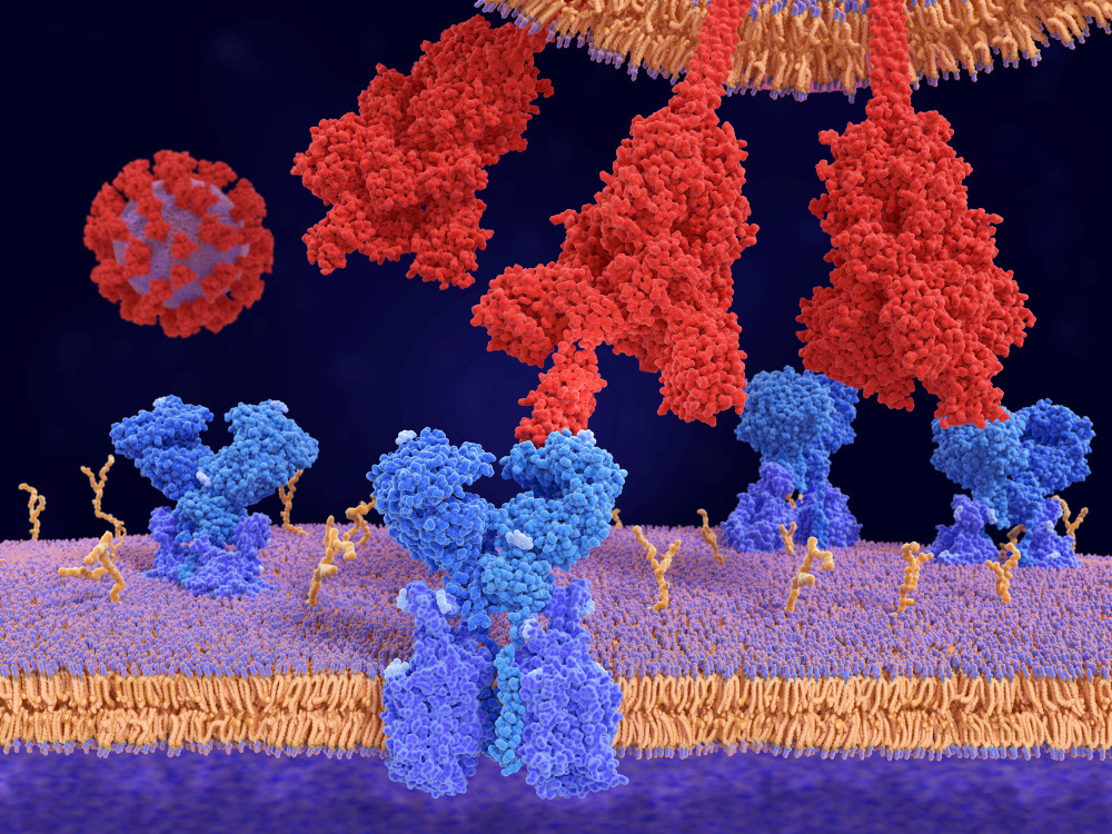 Spike-Proteine (rot) docken an ACE-Rezeptoren (blau) auf einer potenziellen Wirtszelle.