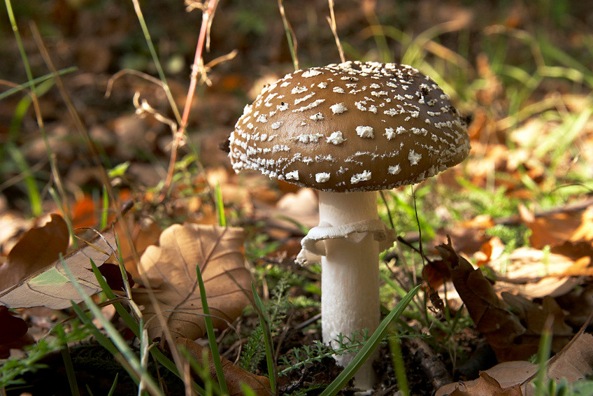 Pantherpilz im Wald